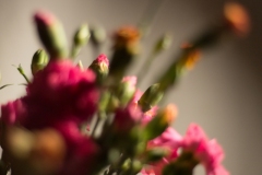 Carnations blur